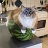 cristalbarchuk